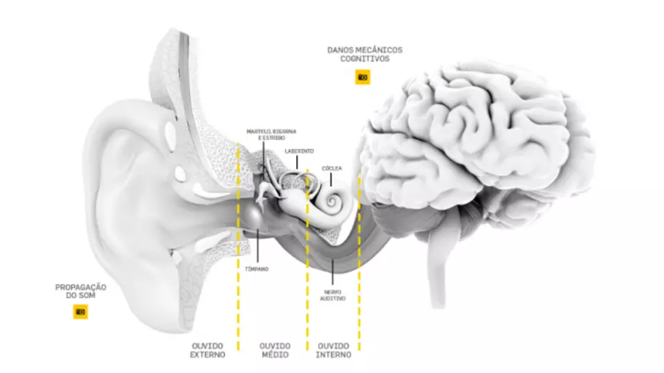 Anatomia do ouvido externo, médio e interno conectada ao cérebro mostrando o caminho da audição